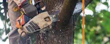 Best Tree Mulching  in San Miguel, CA